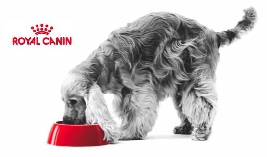 RoyalCanin RoyalCanin