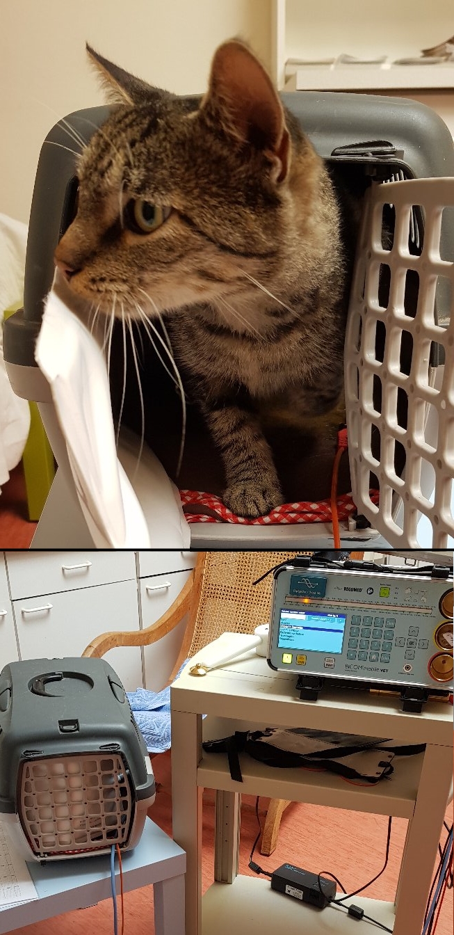 Katzenbehandlung Bioresonanz DocGoy